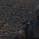 (Screenshot: Game Of Thrones)